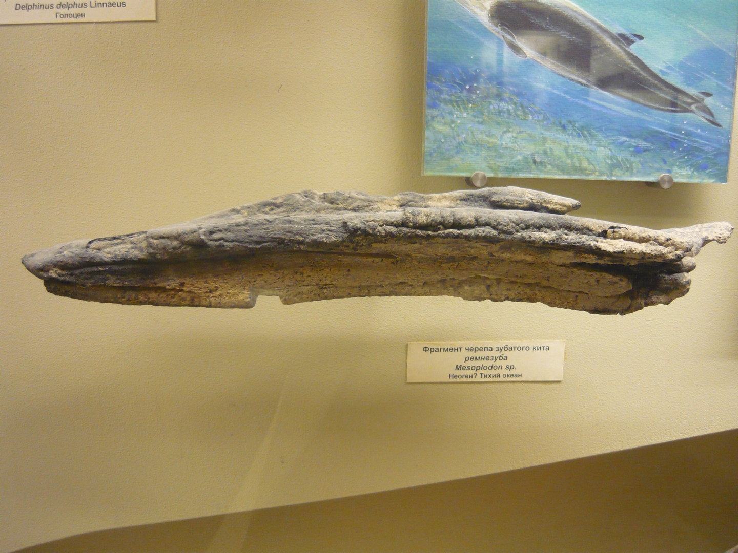 Fossil beaked whale skull fragment