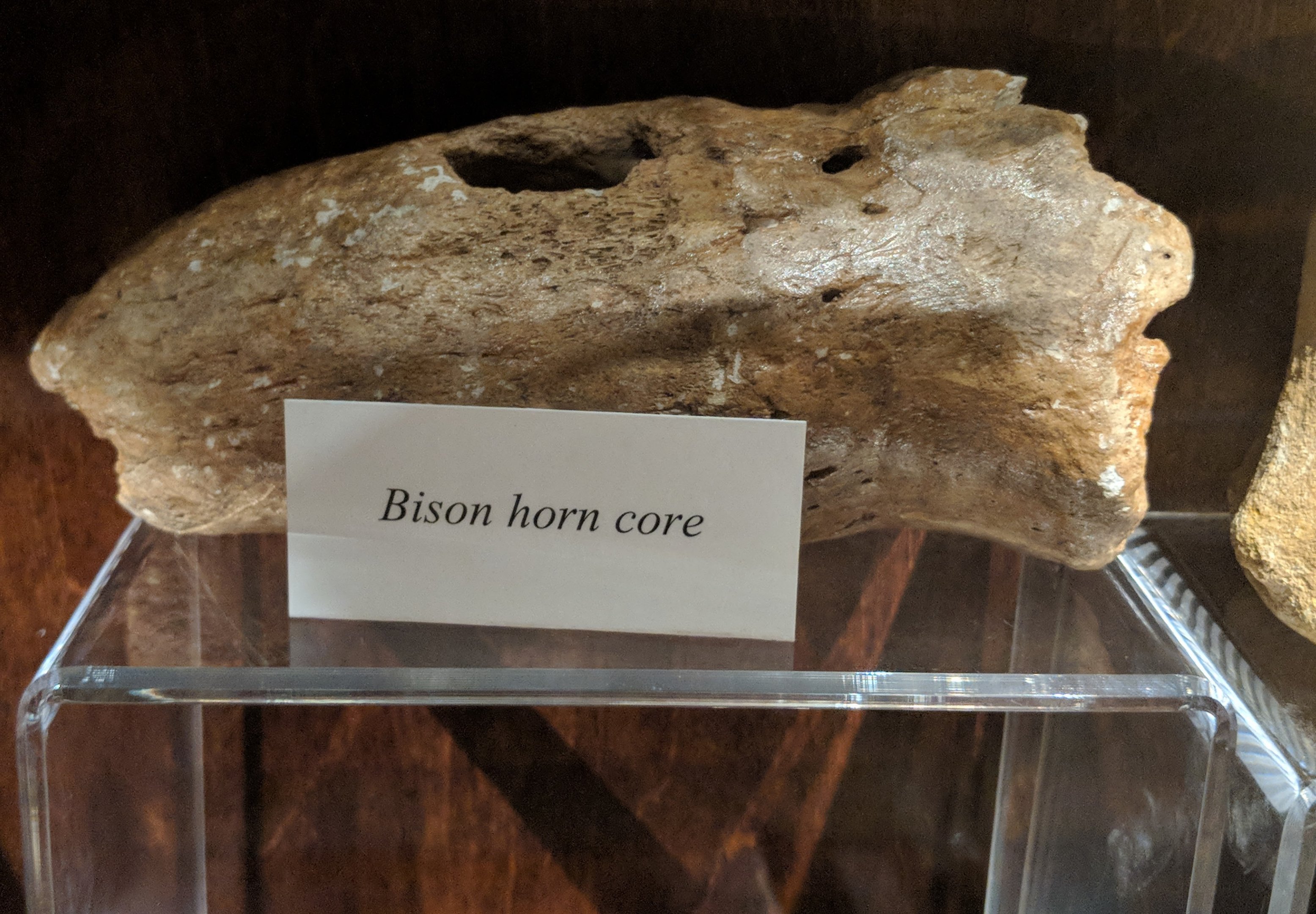 Fossil bison horn core