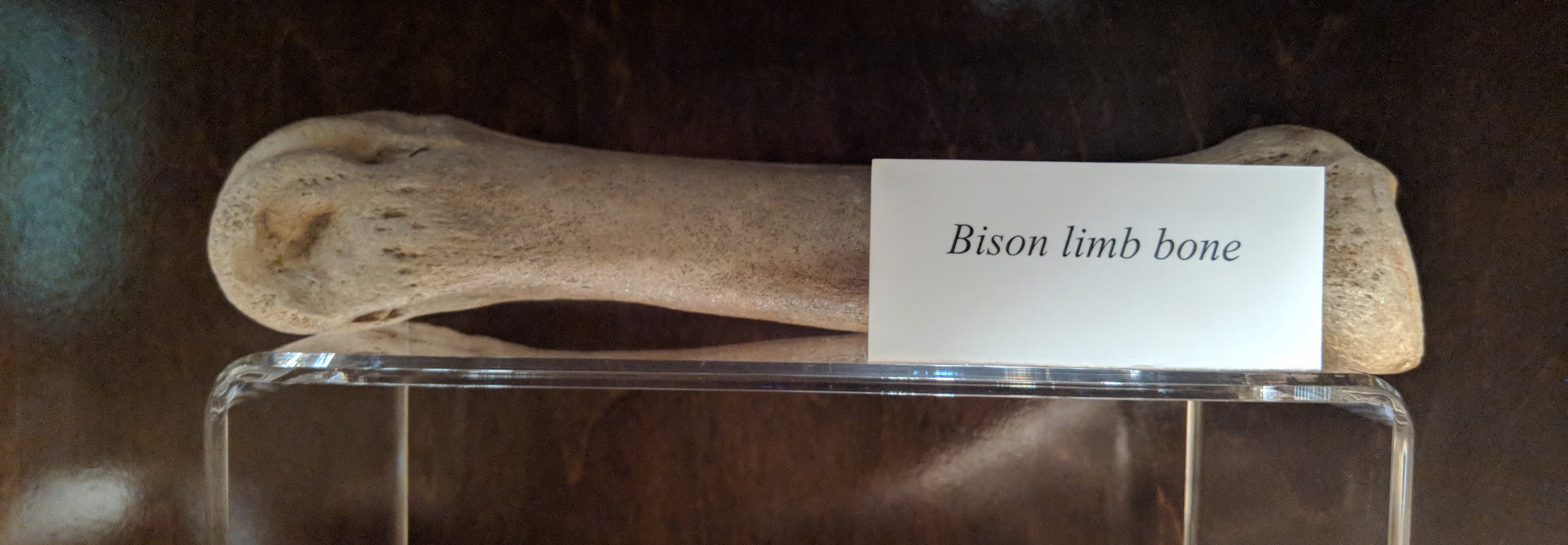 Fossil bison limb bone
