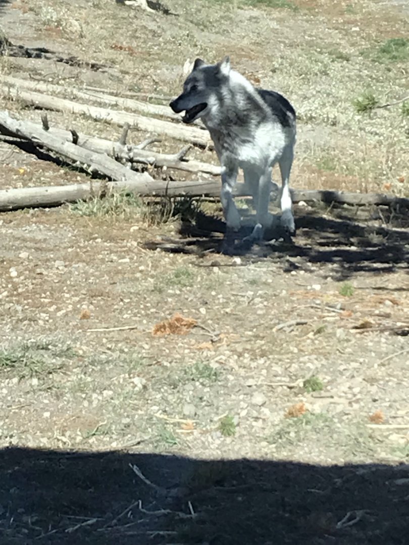 Fossil Butte Pack alpha female