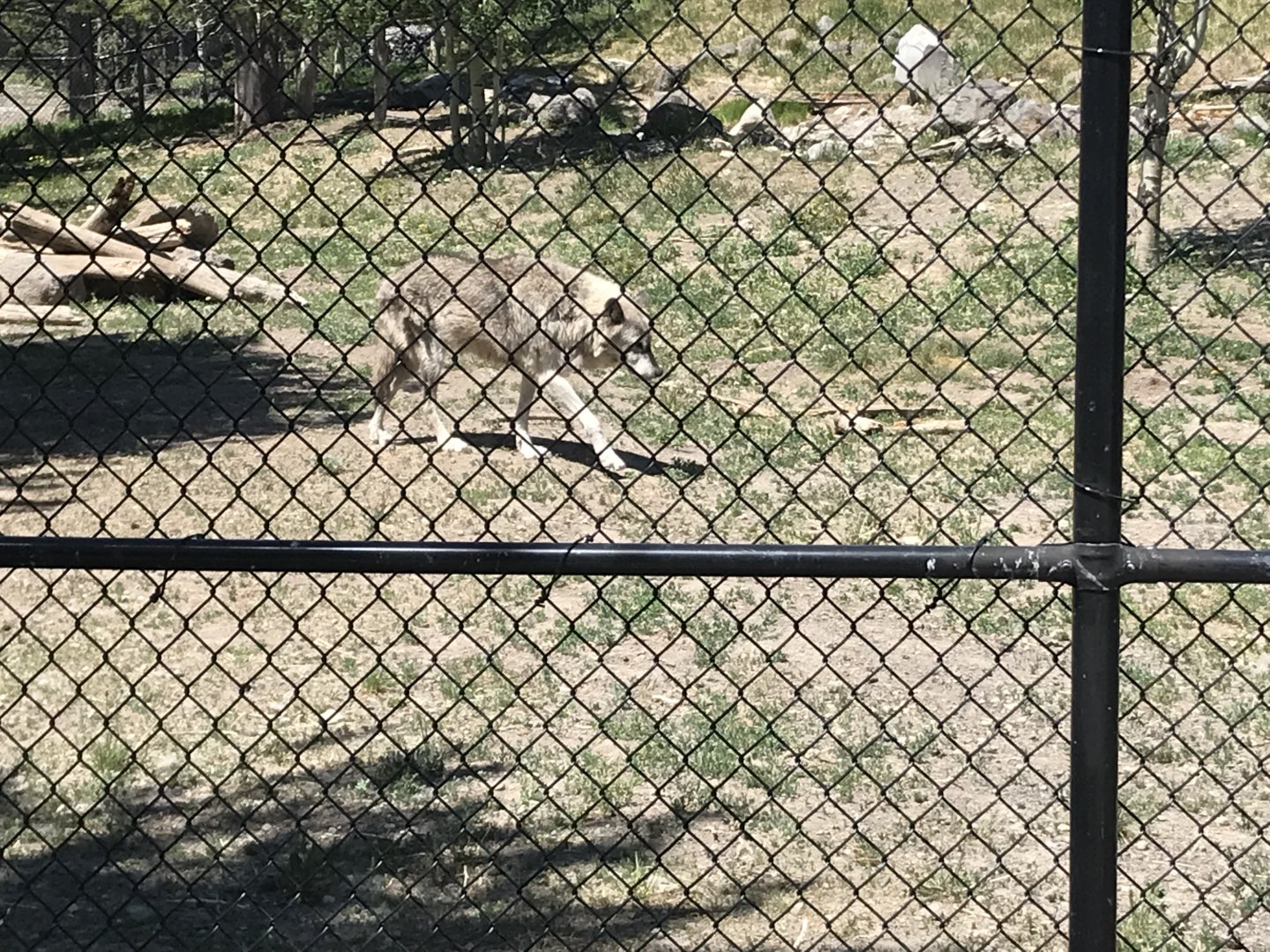 Fossil Butte Pack Member