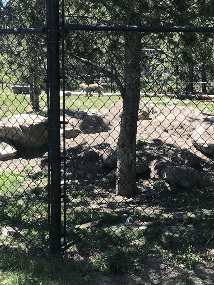Fossil Butte Pack pup