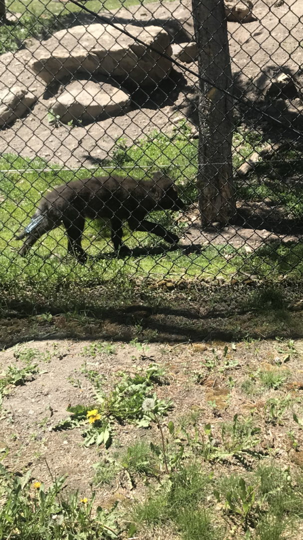 Fossil Butte Pack Wolf pup
