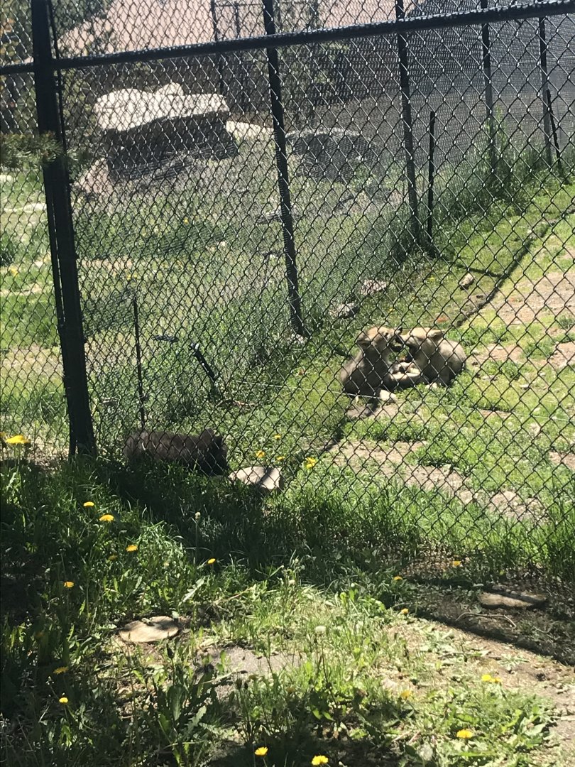 Fossil Butte Pack Wolf Pups