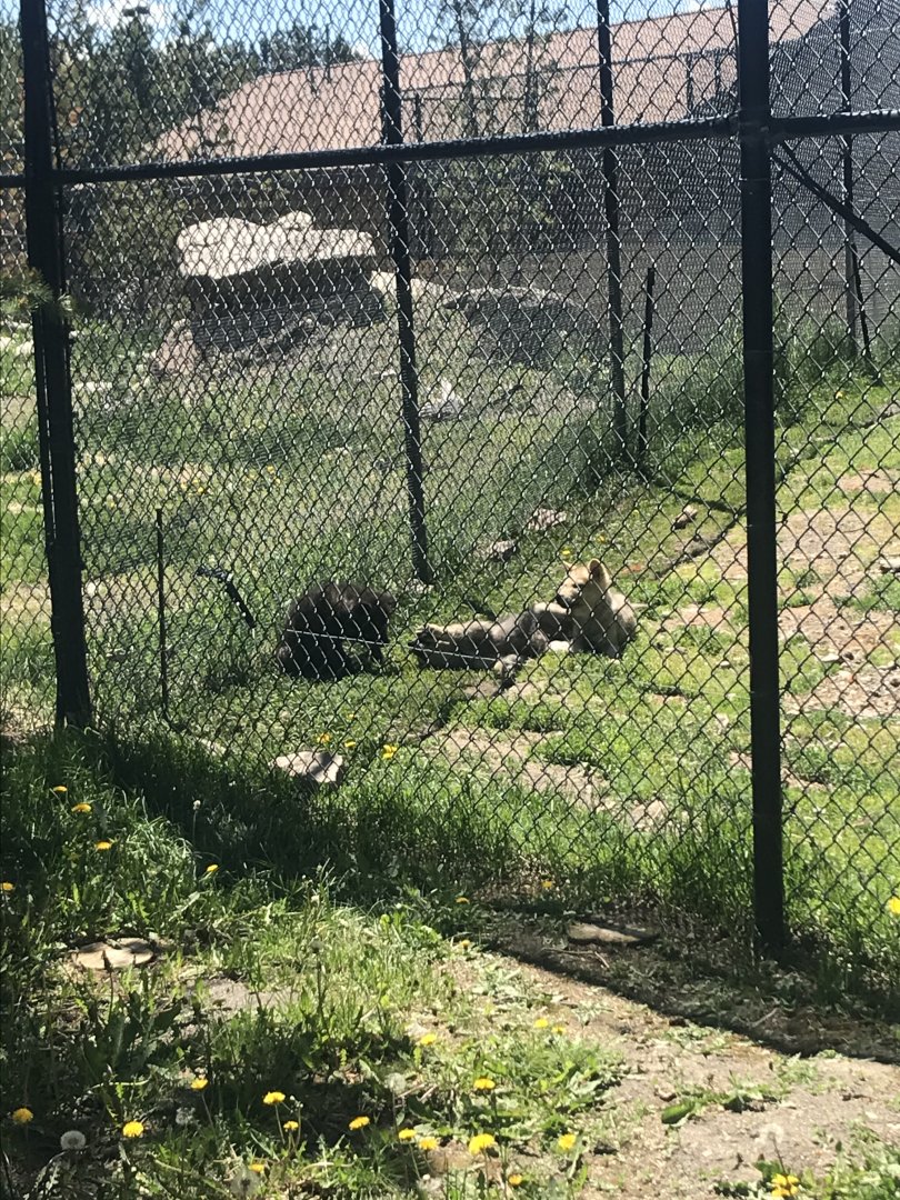 Fossil Butte Pack Wolf Pups