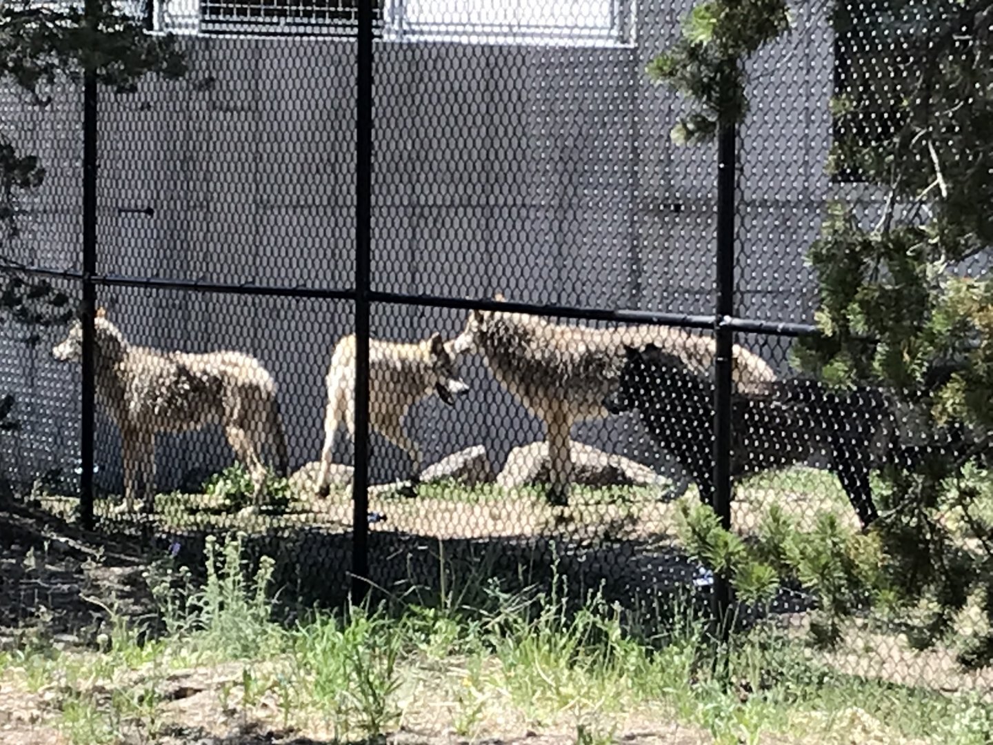 Fossil Butte Pack wolves