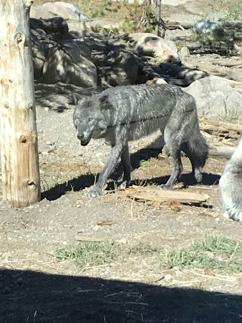 Fossil Butte Pack yearling