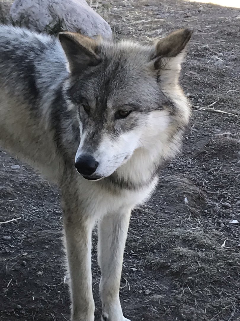 Fossil Butte Pack Yearling