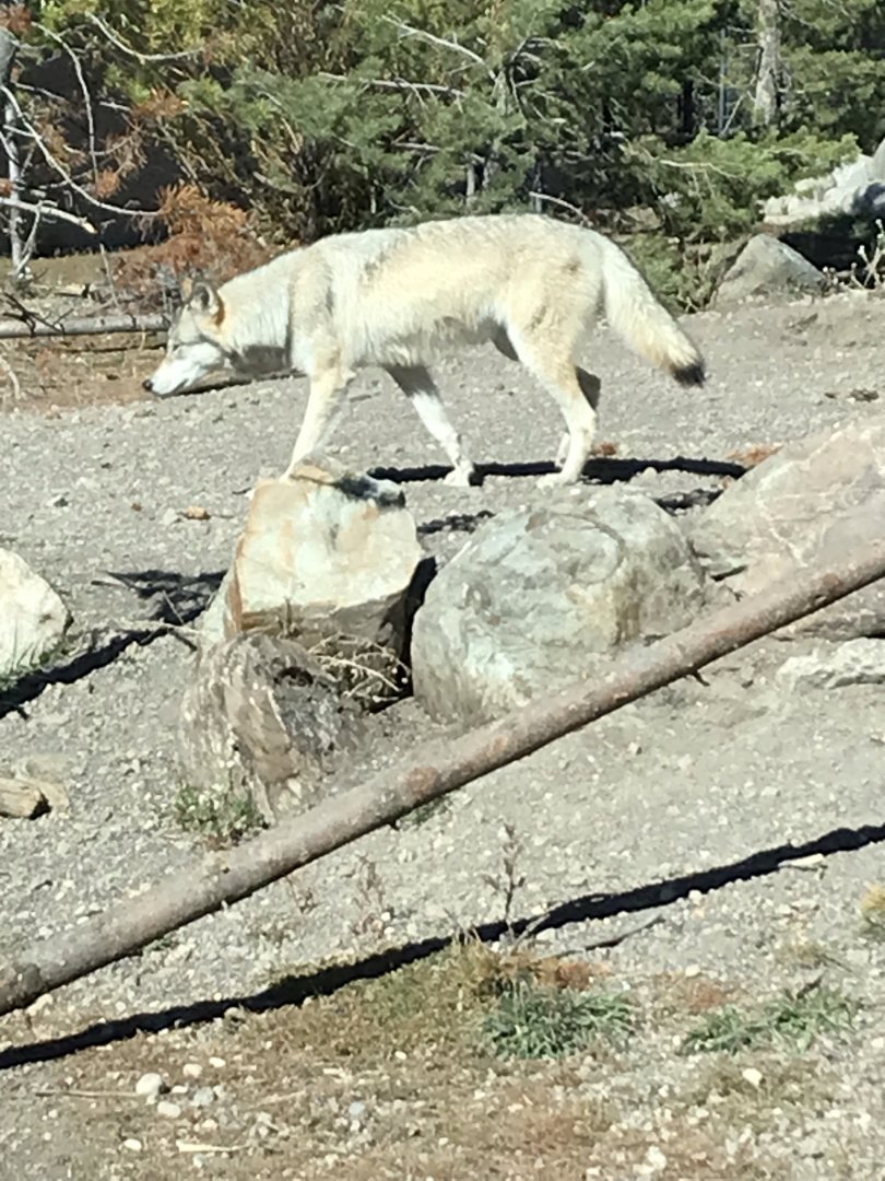 Fossil Butte Pack Yearling