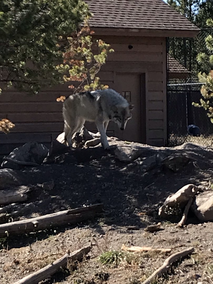 Fossil Butte Pack Yearling