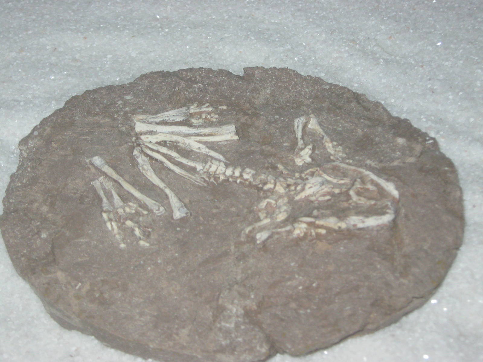 fossil Chinese frog (Callobatrachus sanyanensis)