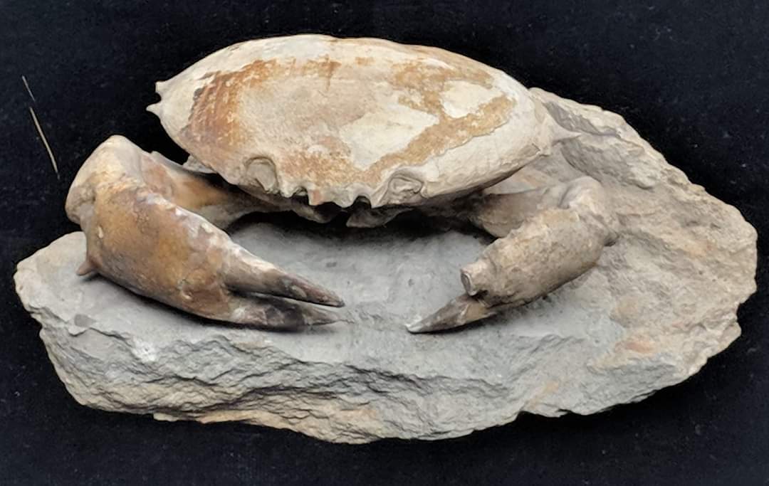 Fossil crab whose genus I don't remember