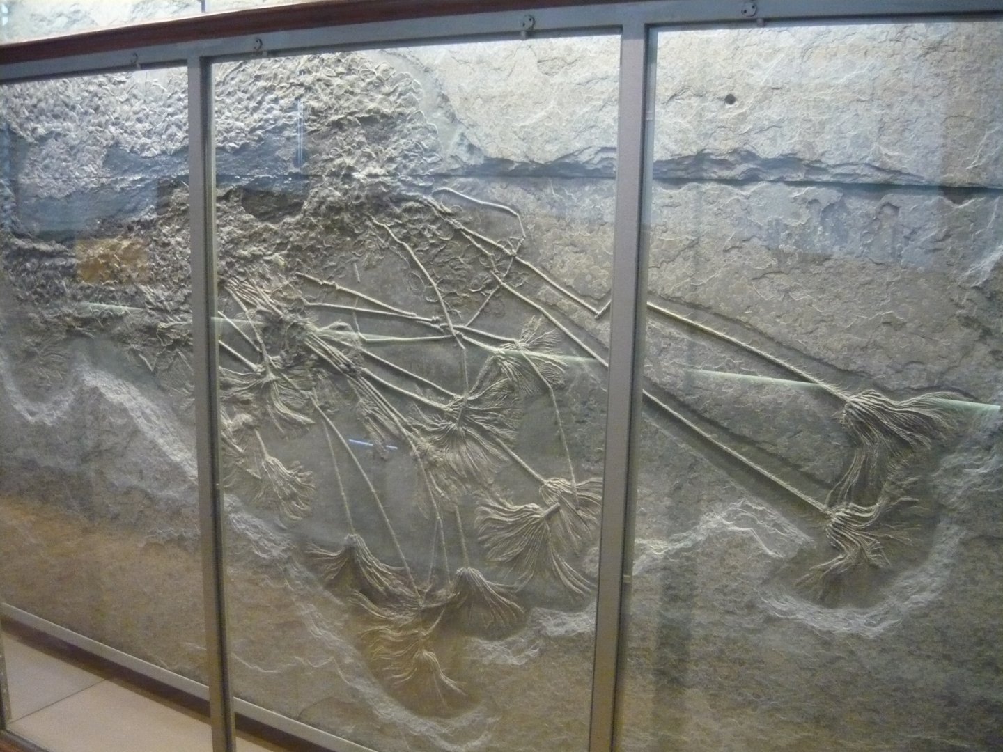 Fossil crinoids