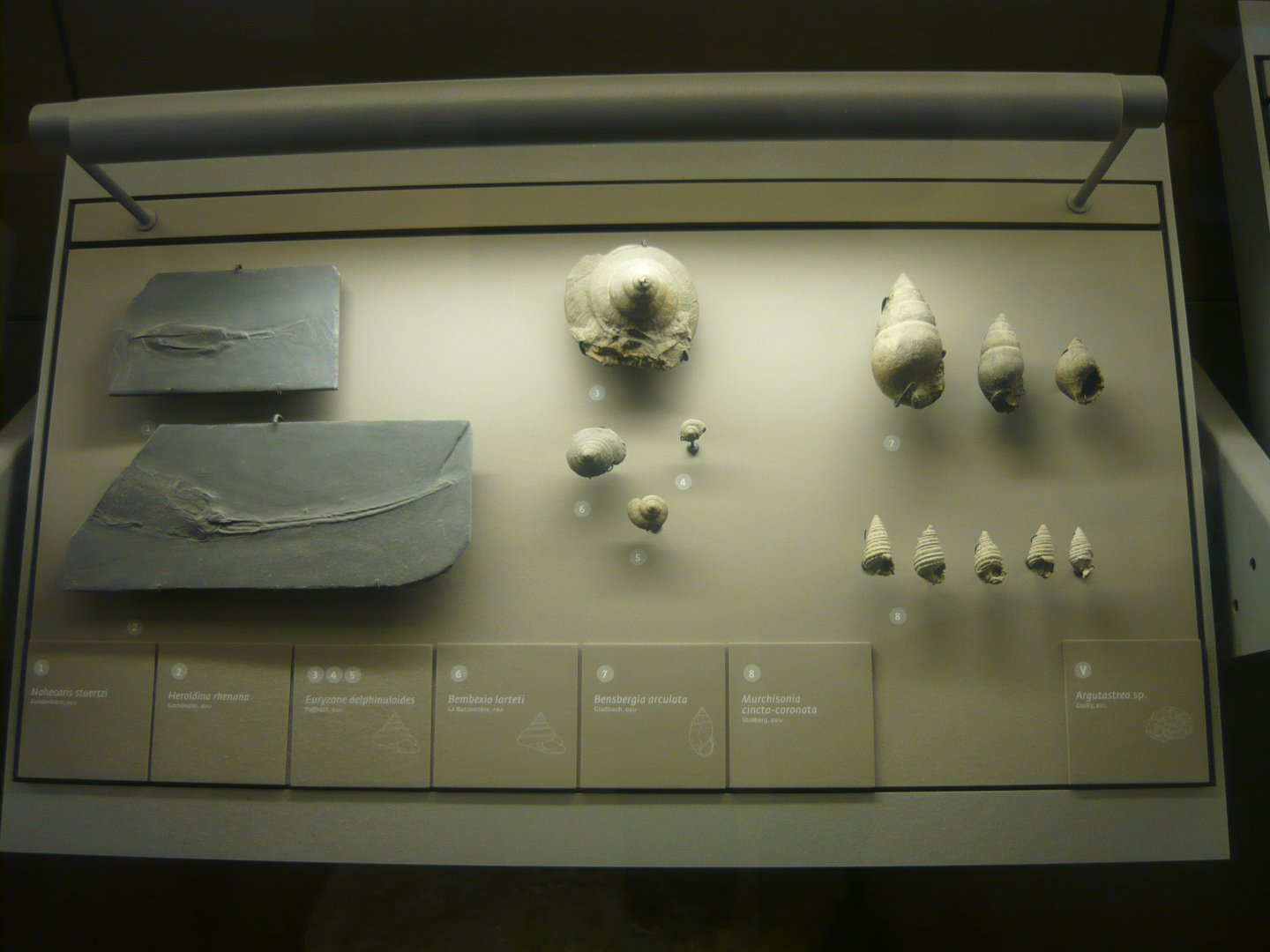 Fossil Crustaceans and Gastropods