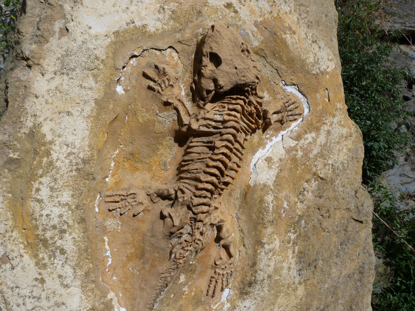 Fossil display -Zoo Praha (2025)