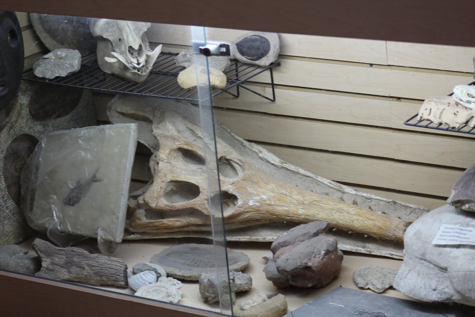 Fossil Display