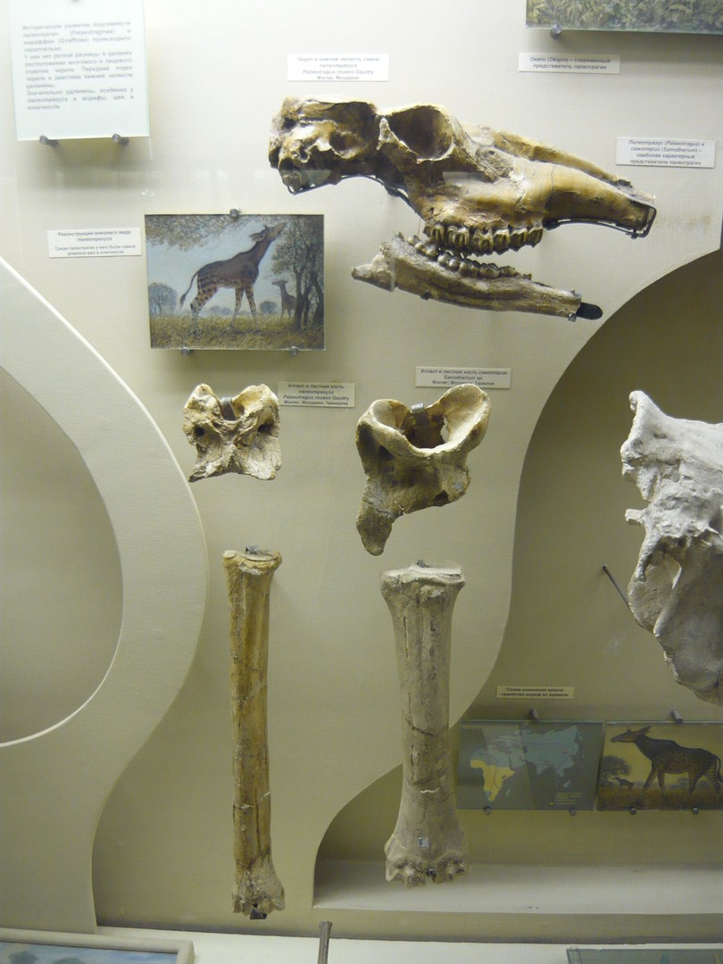 Fossil giraffids