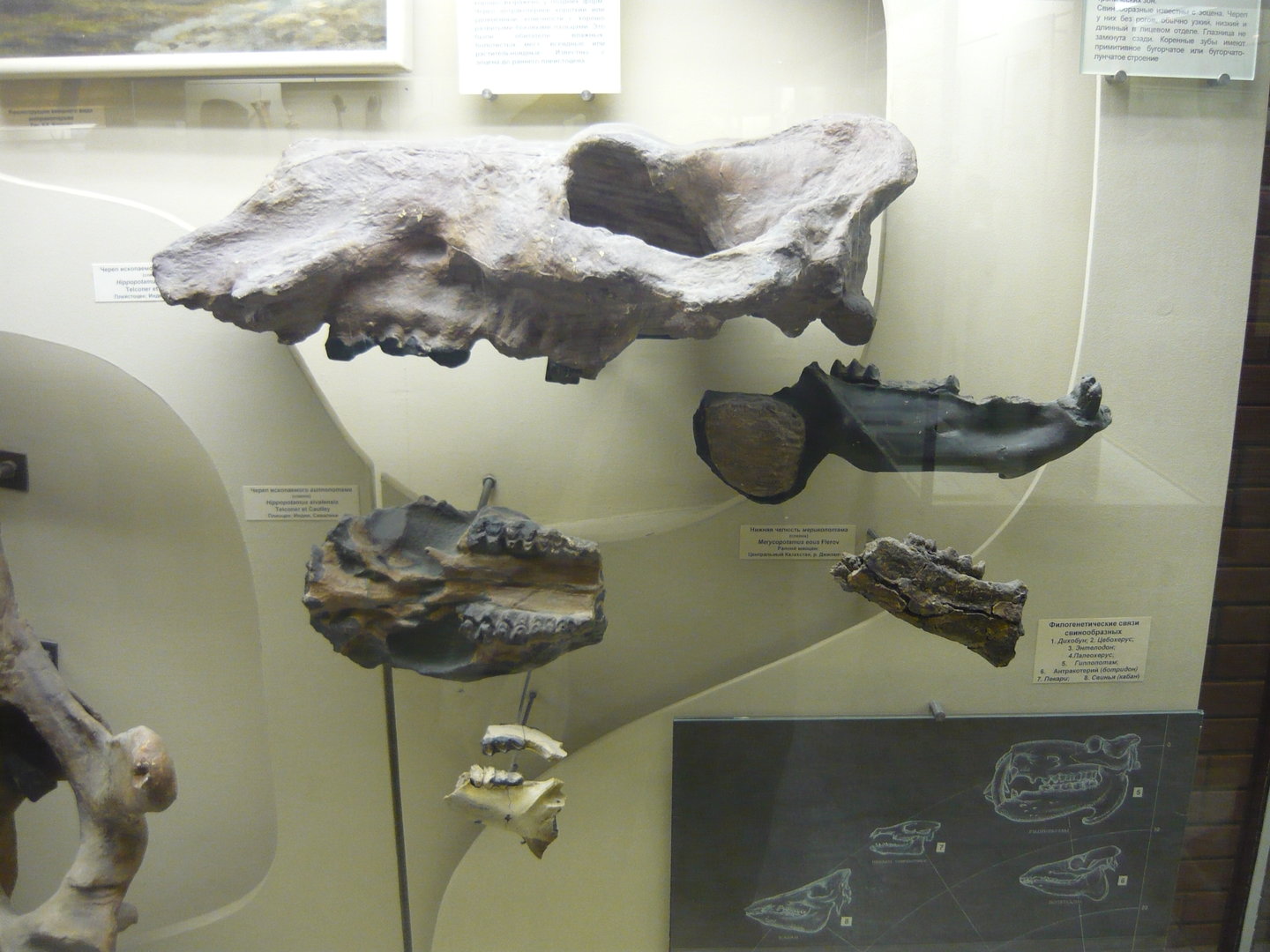 Fossil hippopotamids