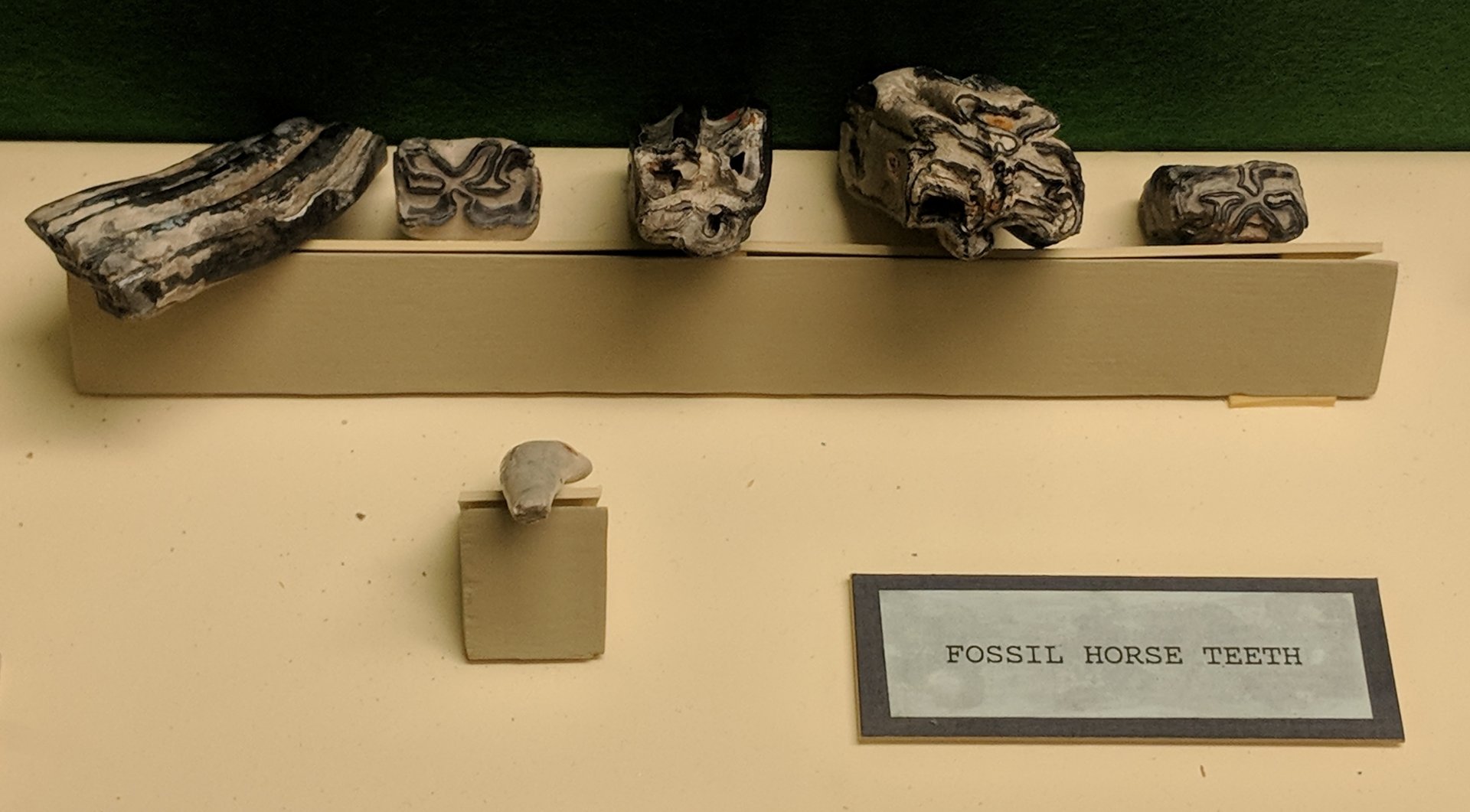 Fossil horse (Family Equidae) teeth