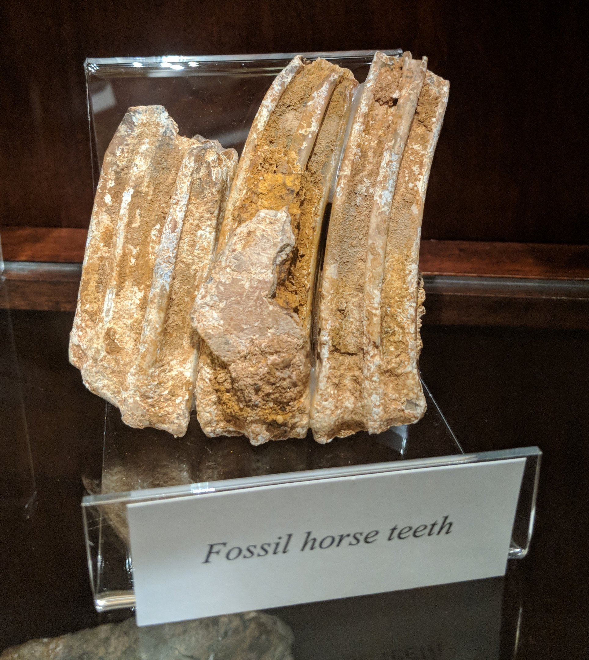 Fossil horse teeth