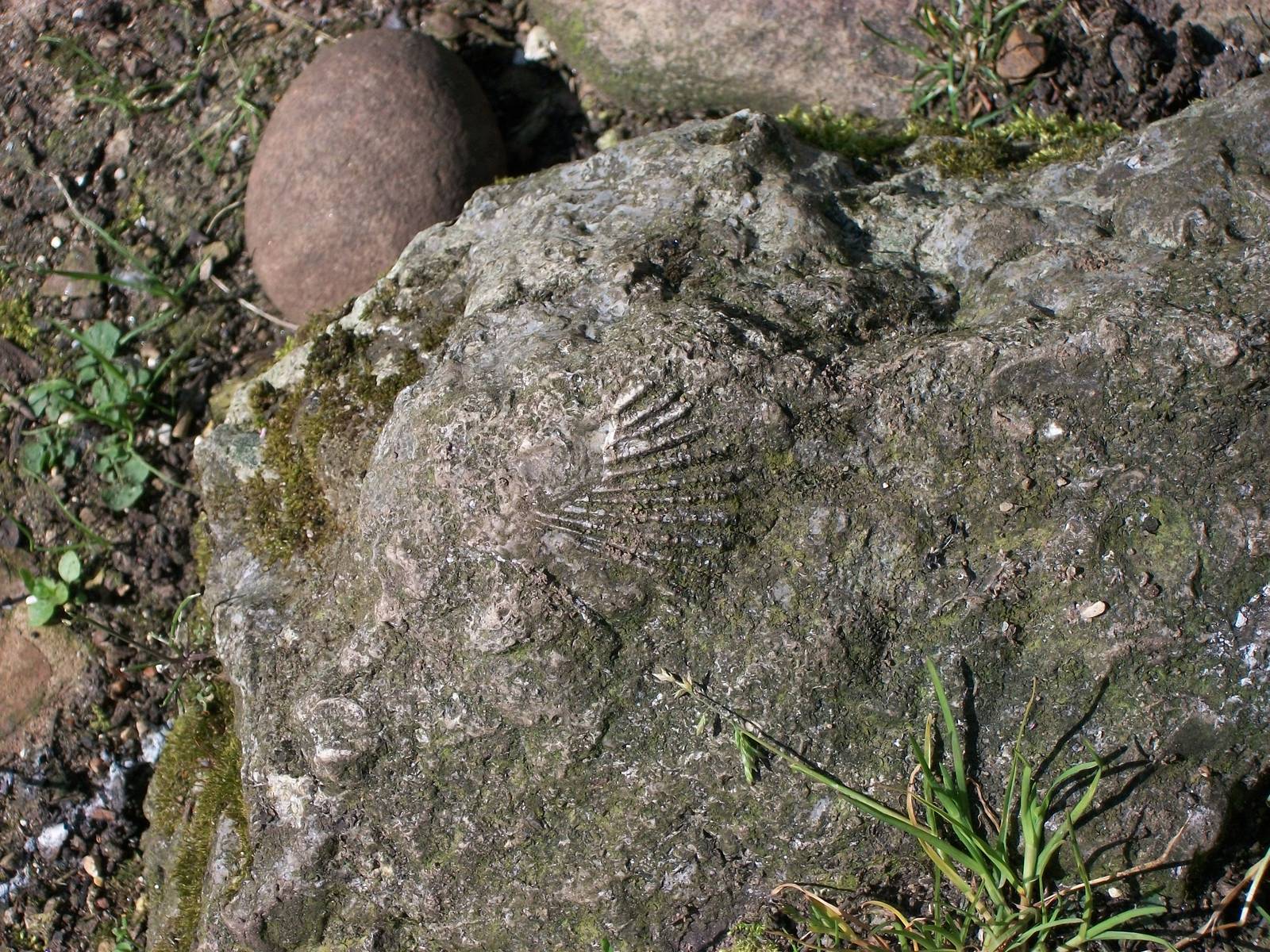 Fossil in rock in penguin exhibit, 17th May 2014