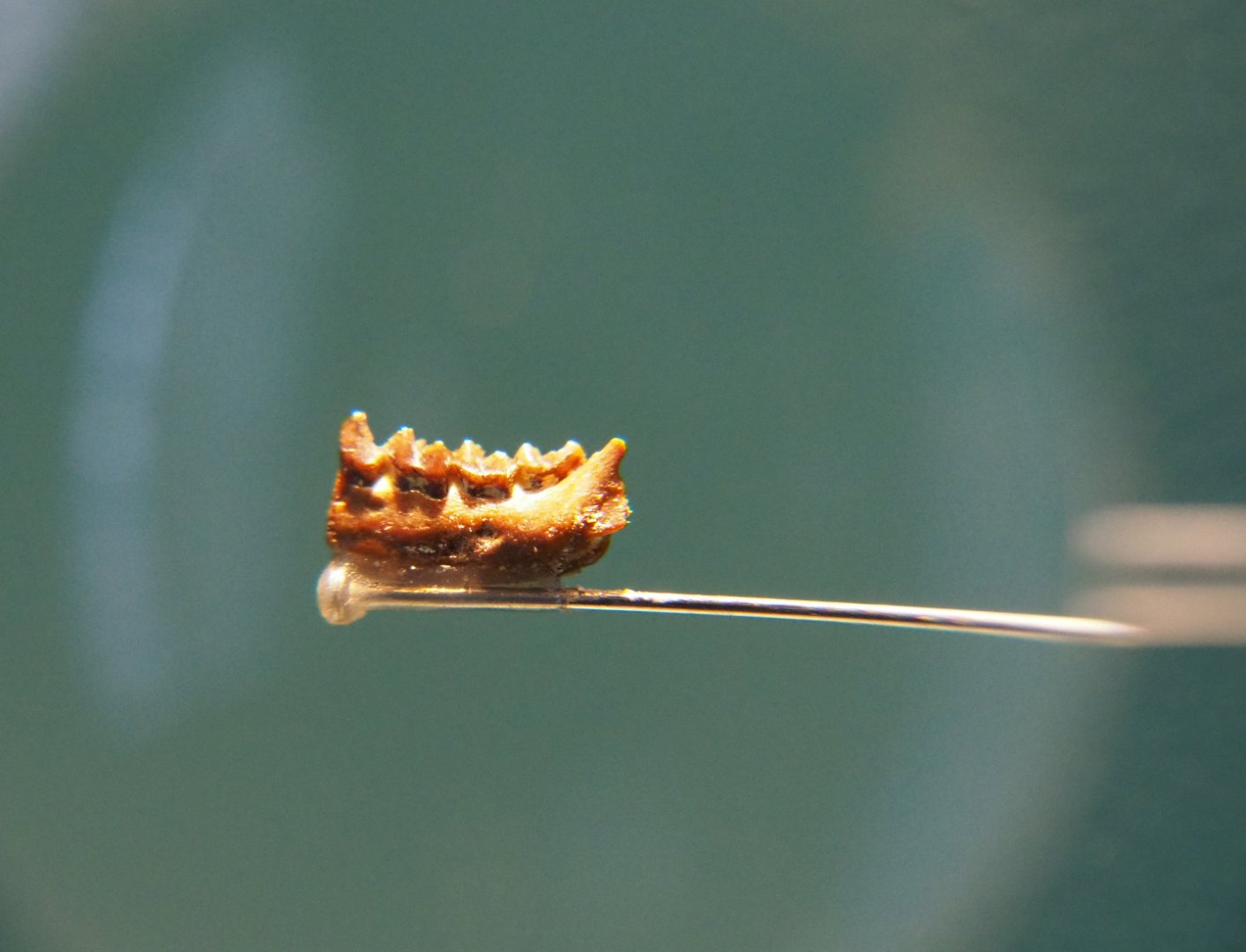 Fossil jaw fragment of early primate Teilhardina belgica, 2019-12-03