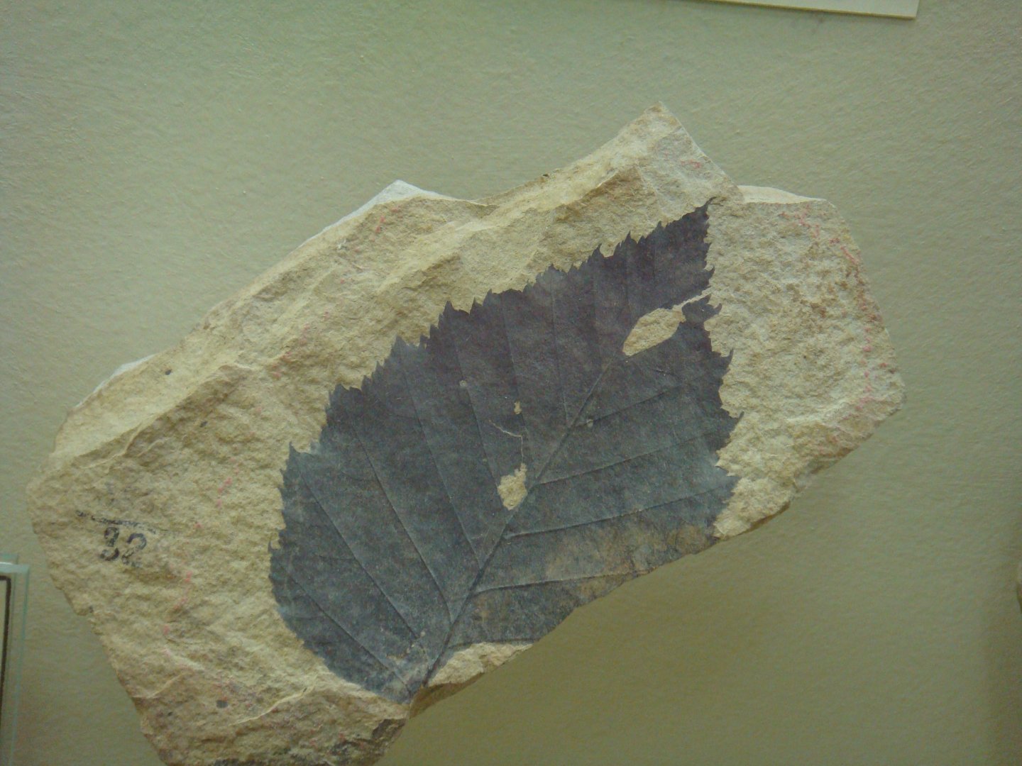 Fossil leaf
