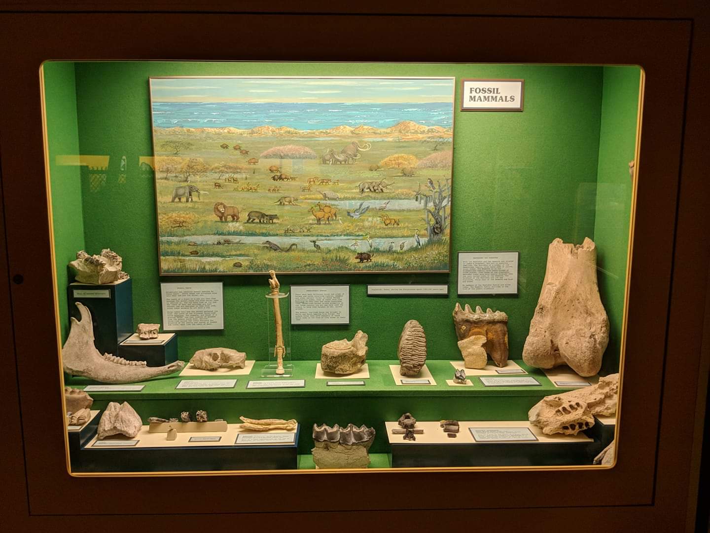 Fossil Mammal Displays