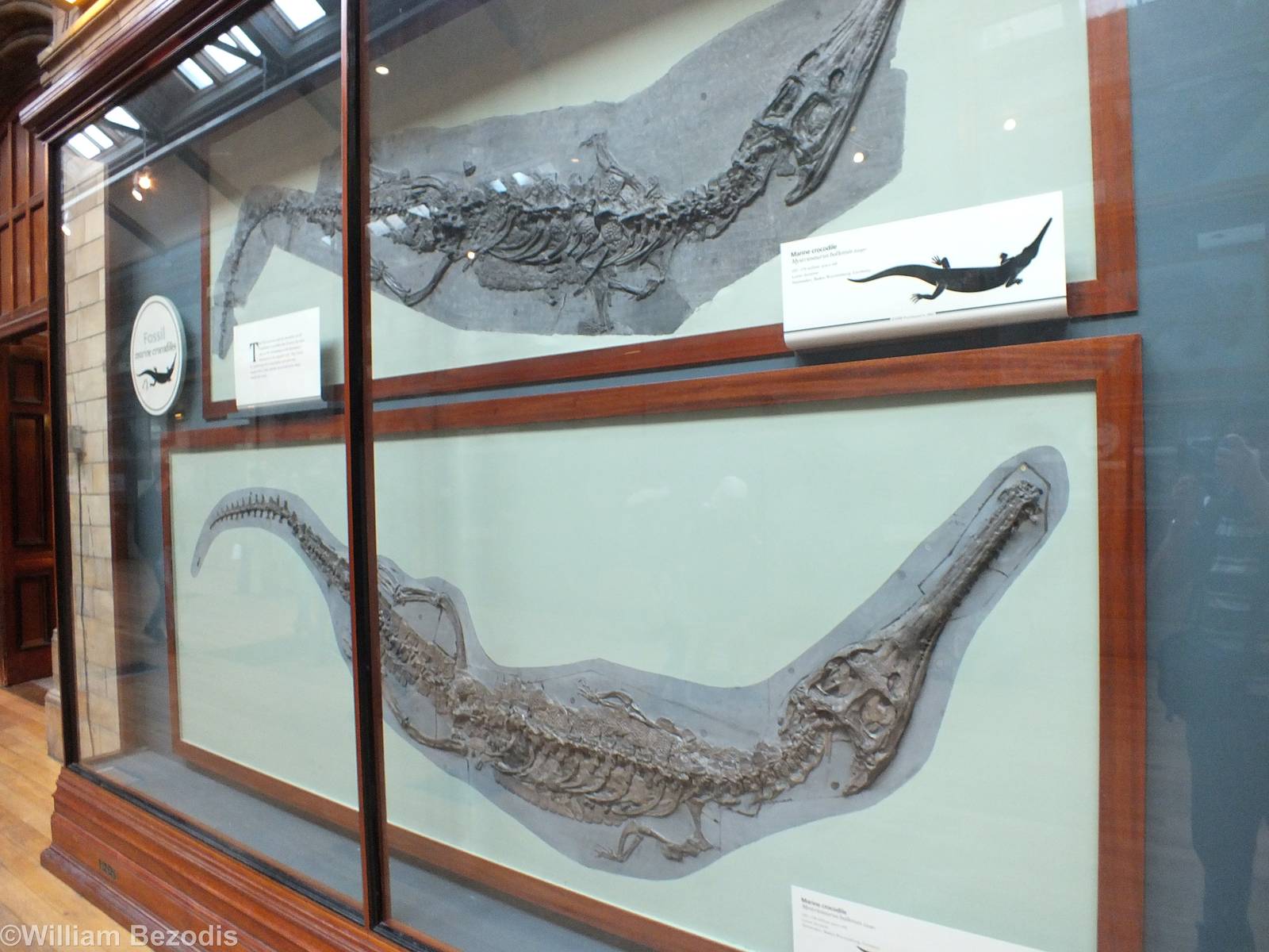 Fossil Marine Crocodiles - NHM London
