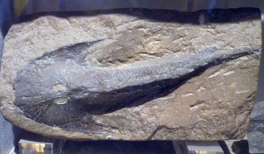 Fossil of an Osteostraci, Cephalaspis lyelli