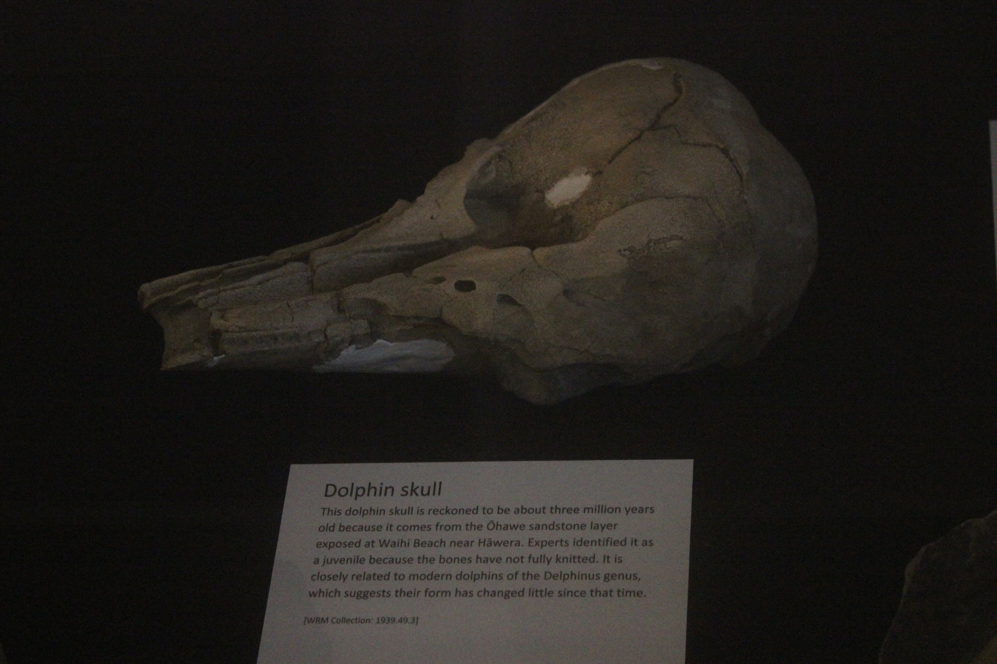 Fossil of Dolphin skull, Whanganui Regional Museum