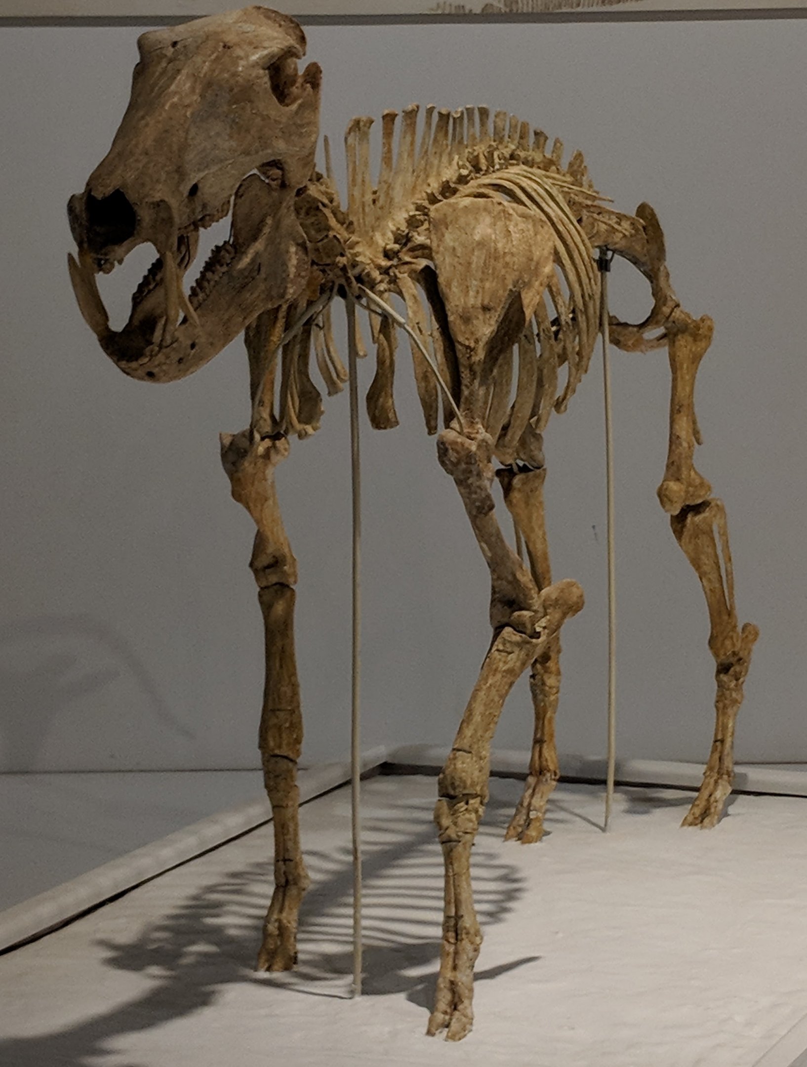 Fossil peccary skeleton