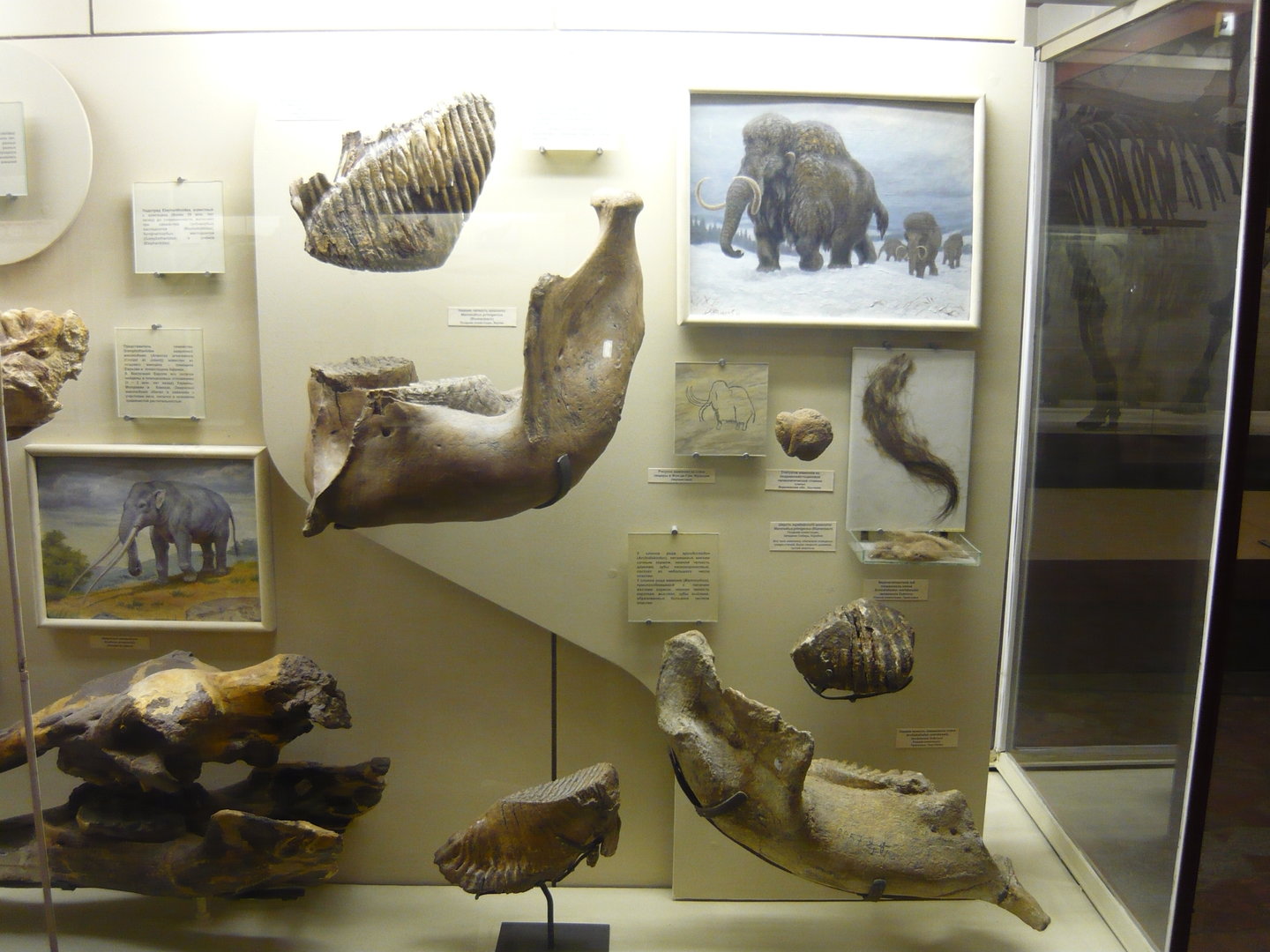 Fossil proboscideans
