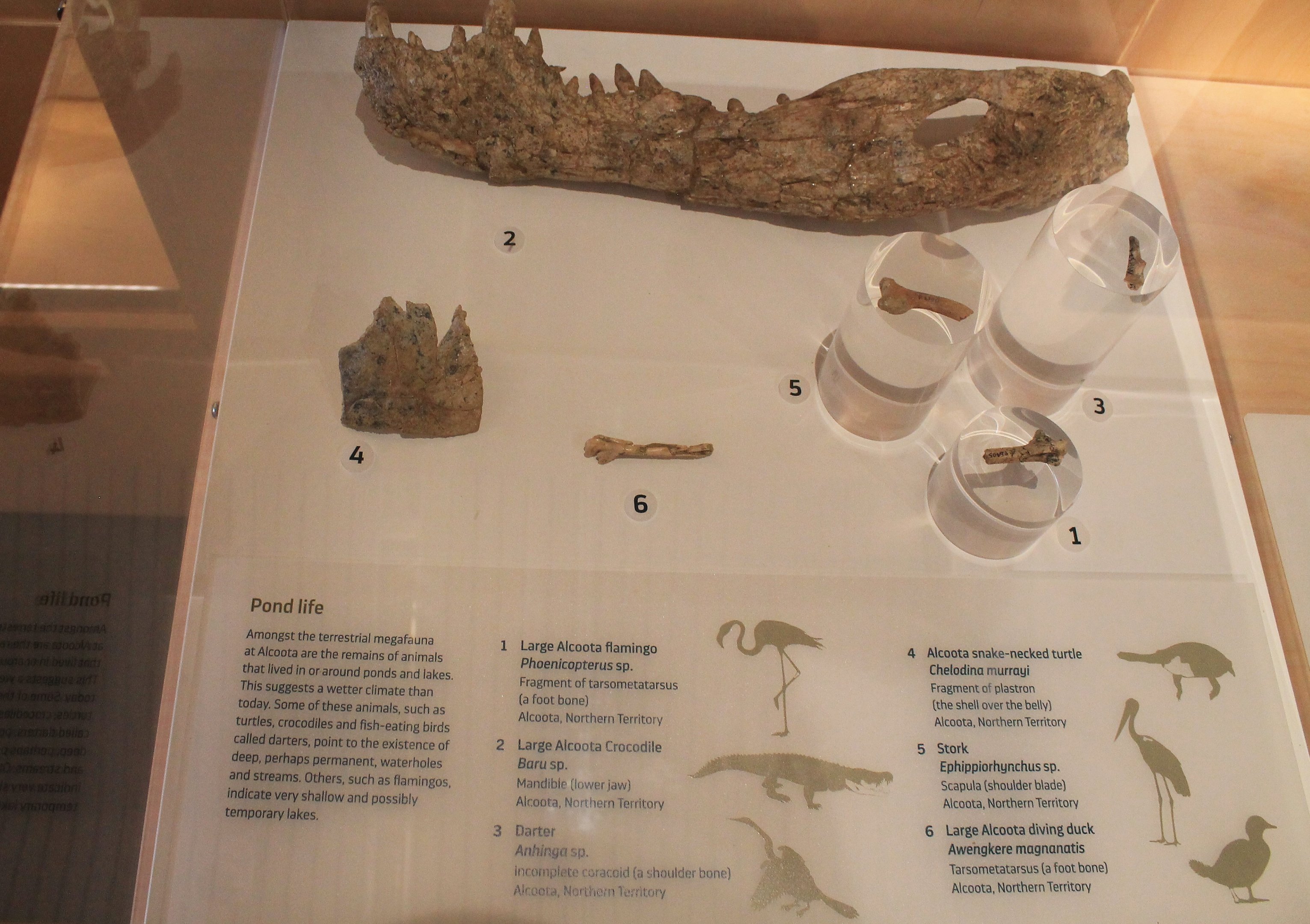 Fossil remains from Alcoota - Megafauna Central museum