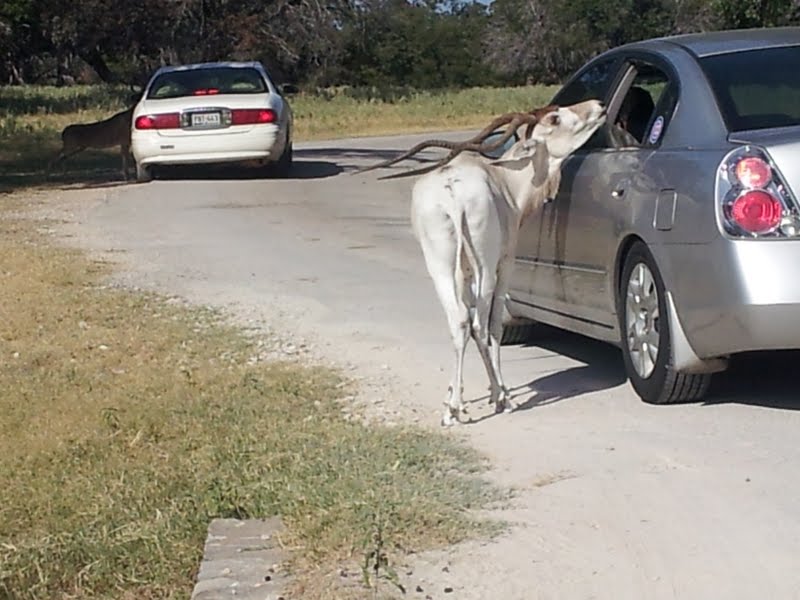 Fossil Rim (July 31st)