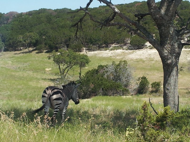 Fossil Rim (July 31st)