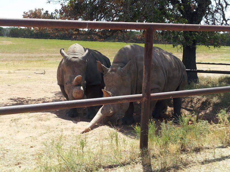Fossil Rim (July 31st)