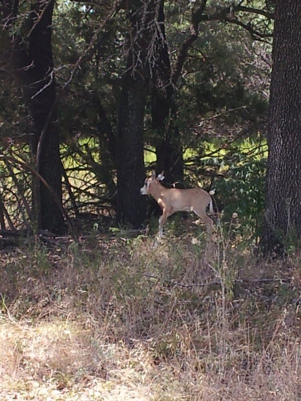 Fossil Rim (July 31st)