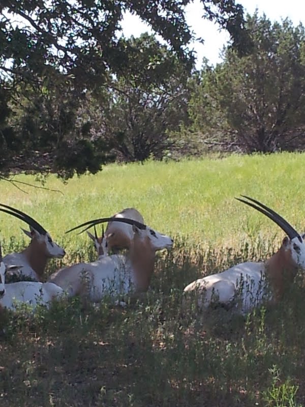 Fossil Rim (July 31st)