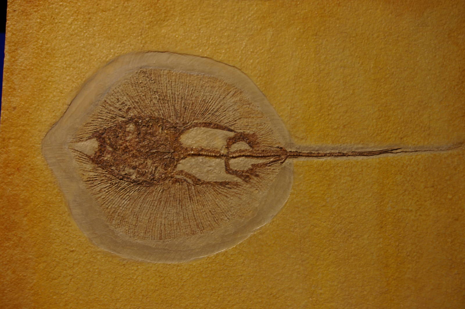 fossil stingray