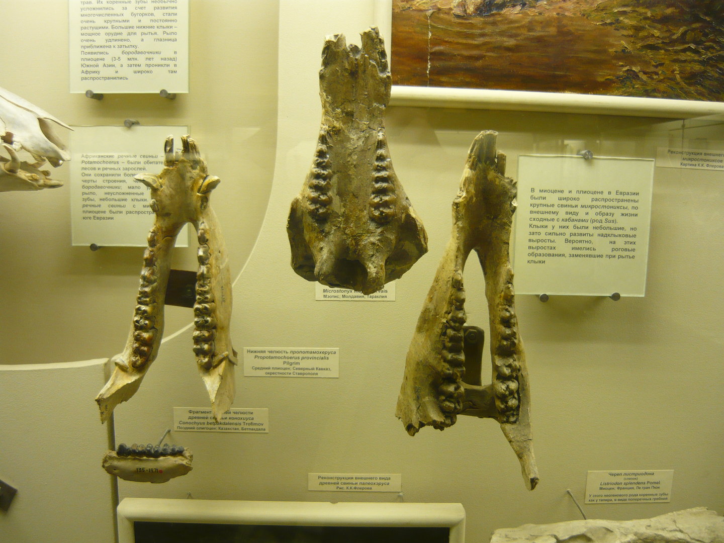 Fossil suids