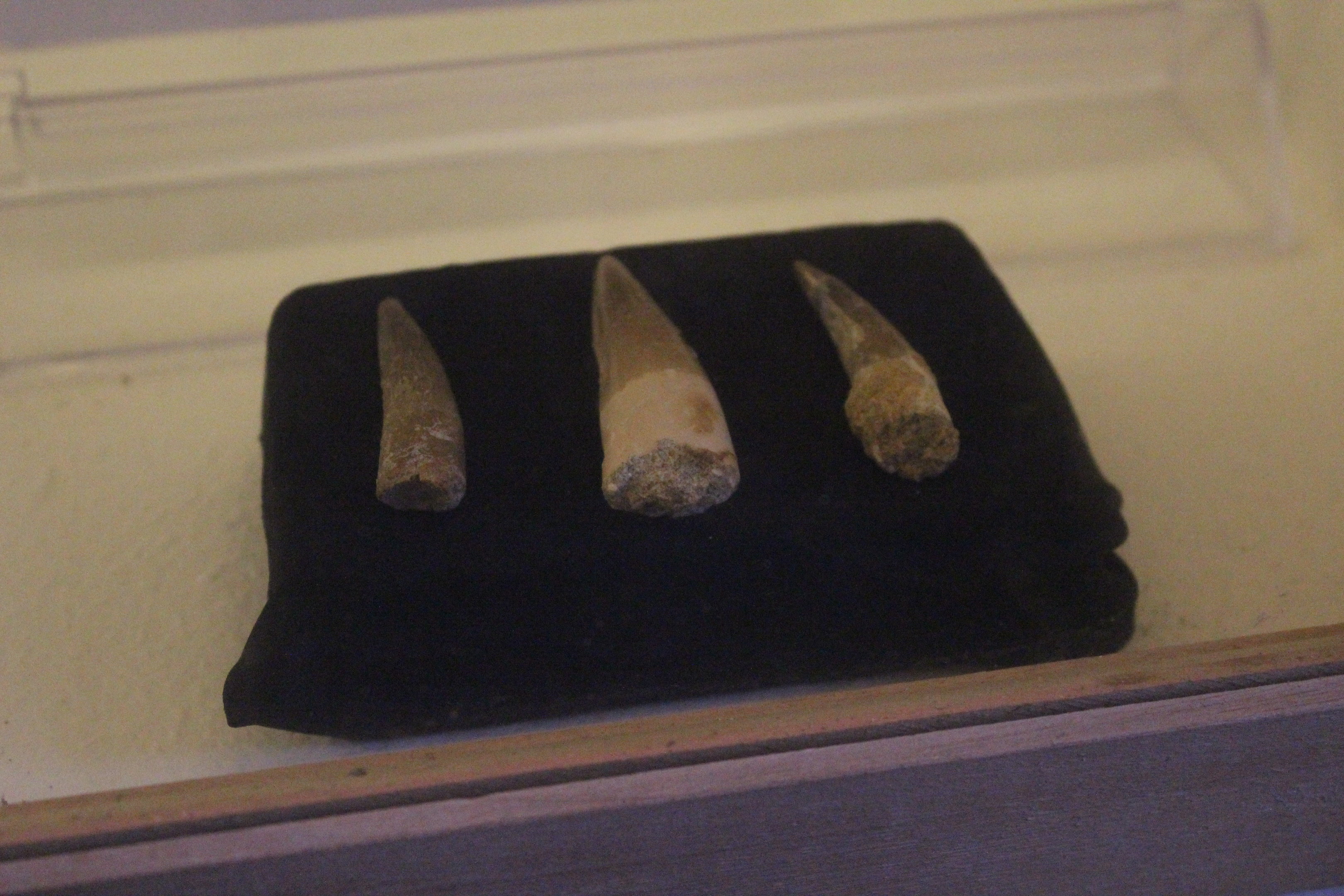 Fossil Teeth of Spinosaurus, The Dinosaur House (Raetihi)