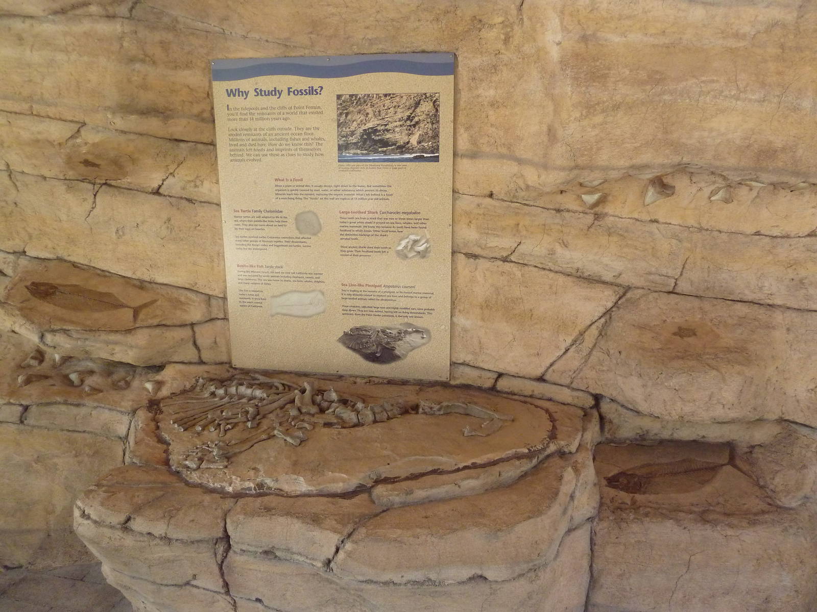 Fossil Wall
