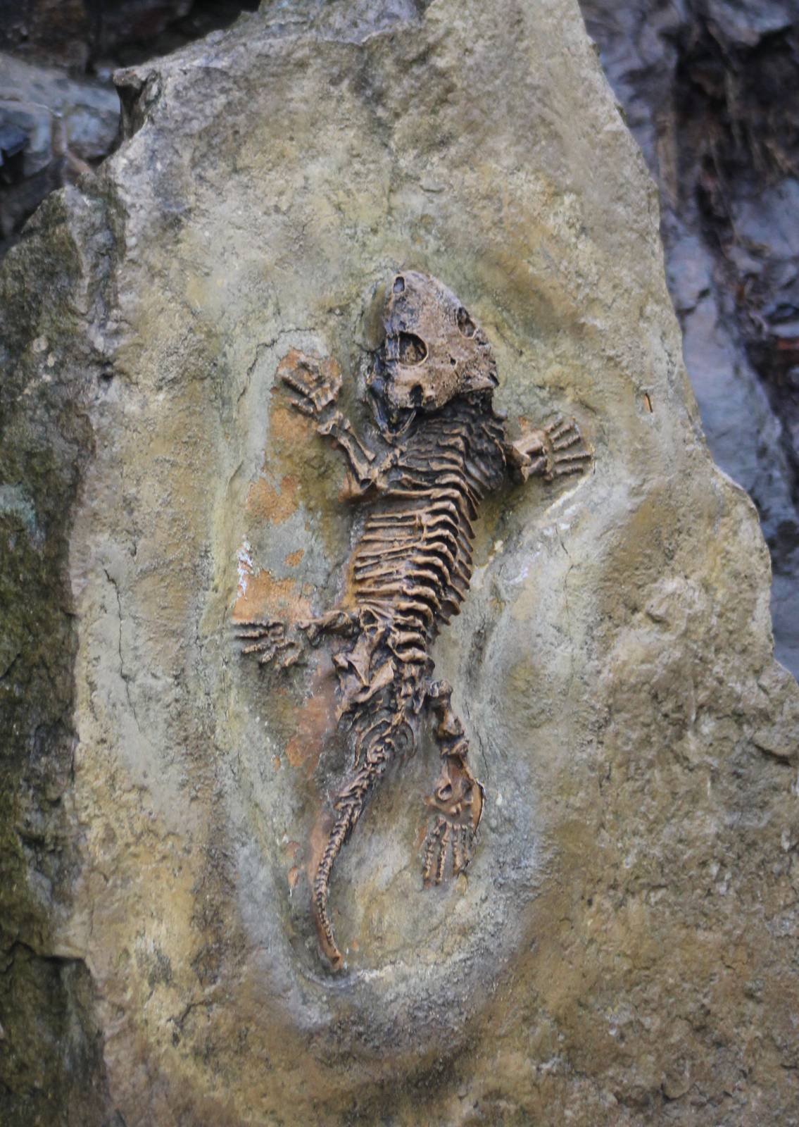 Fossil