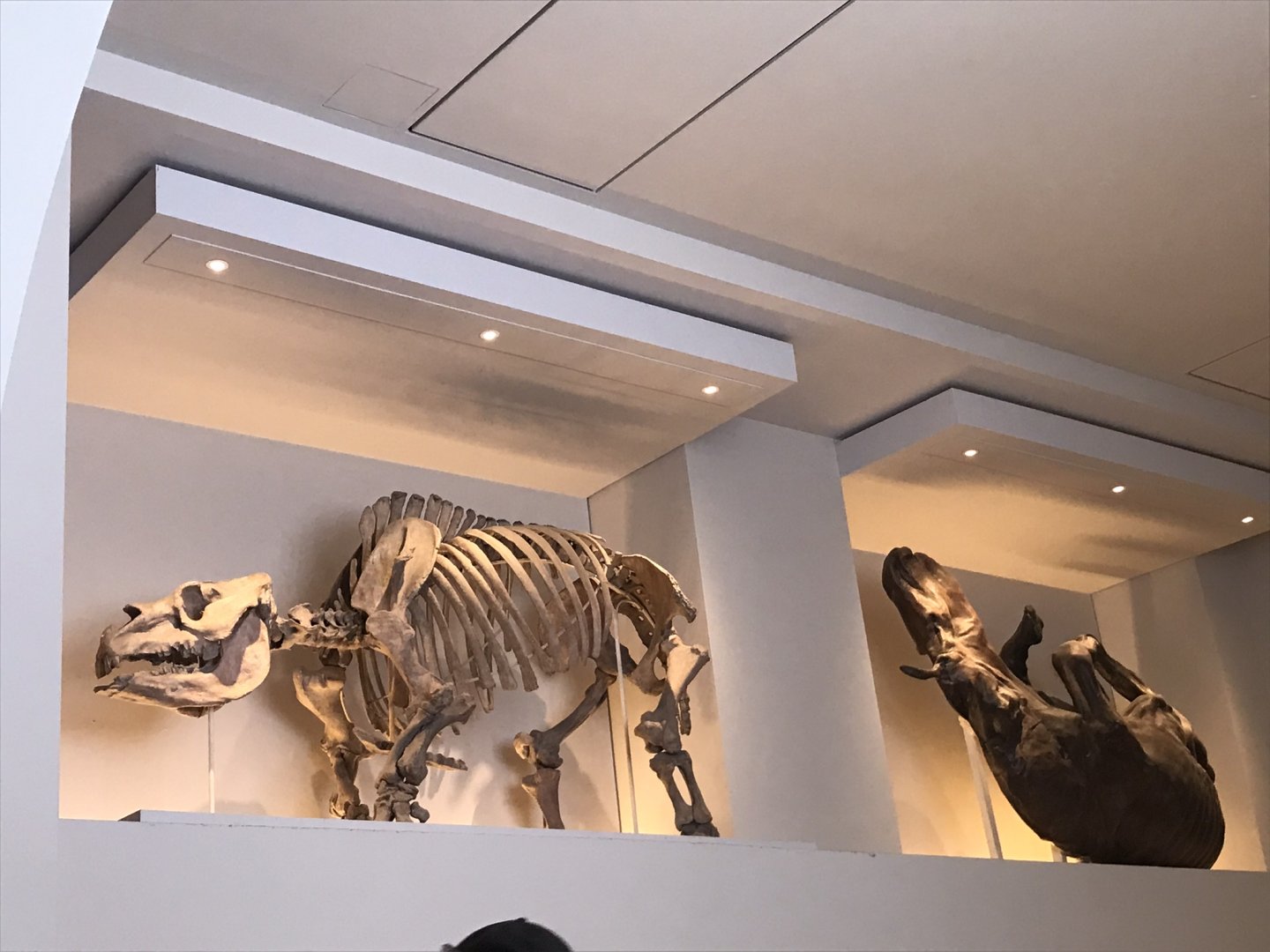 Fossilised prehistoric animals