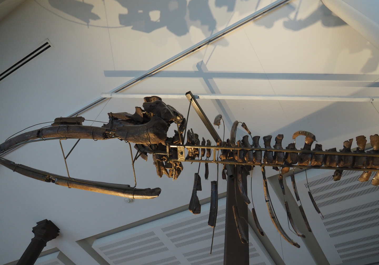 Fossilized skeleton of Balaenula balaenopsis hanging from the ceiling, 2019-12-03