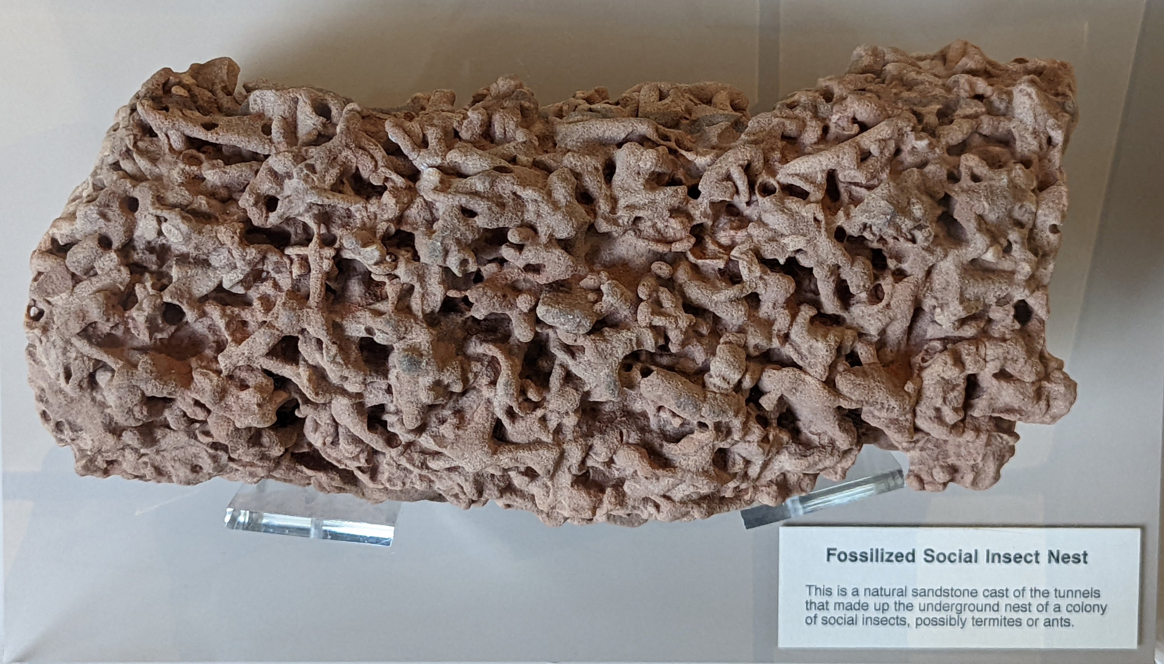Fossilized social insect nest