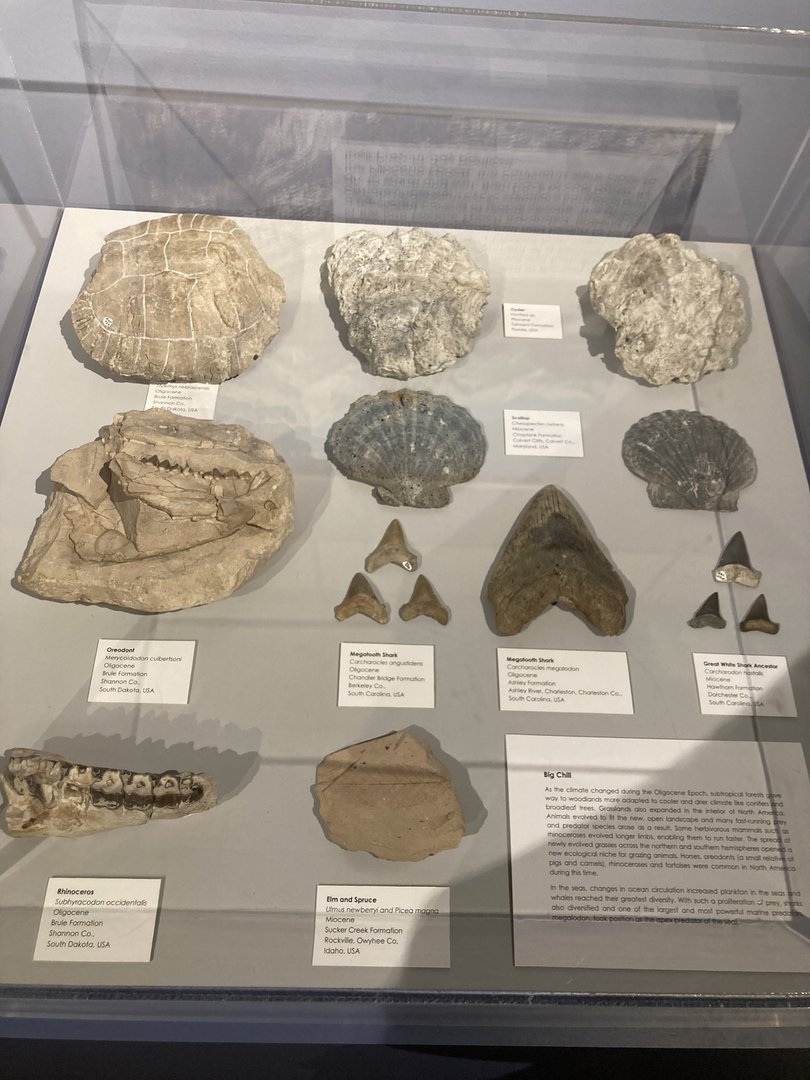 Fossils