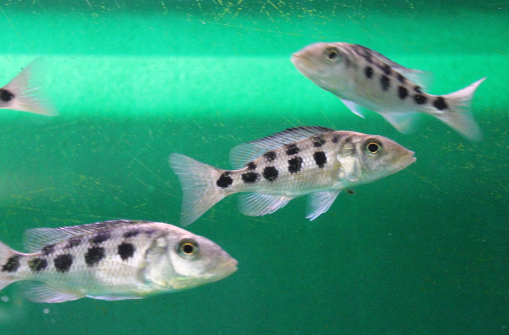 Fossorochromis rostratus