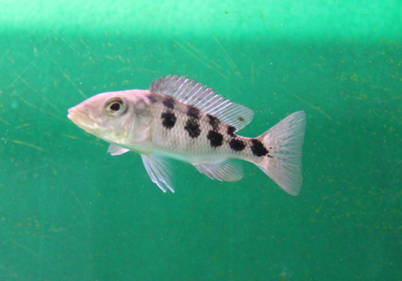 Fossorochromis rostratus
